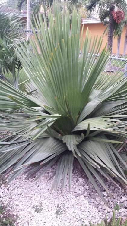 rigida3.jpg