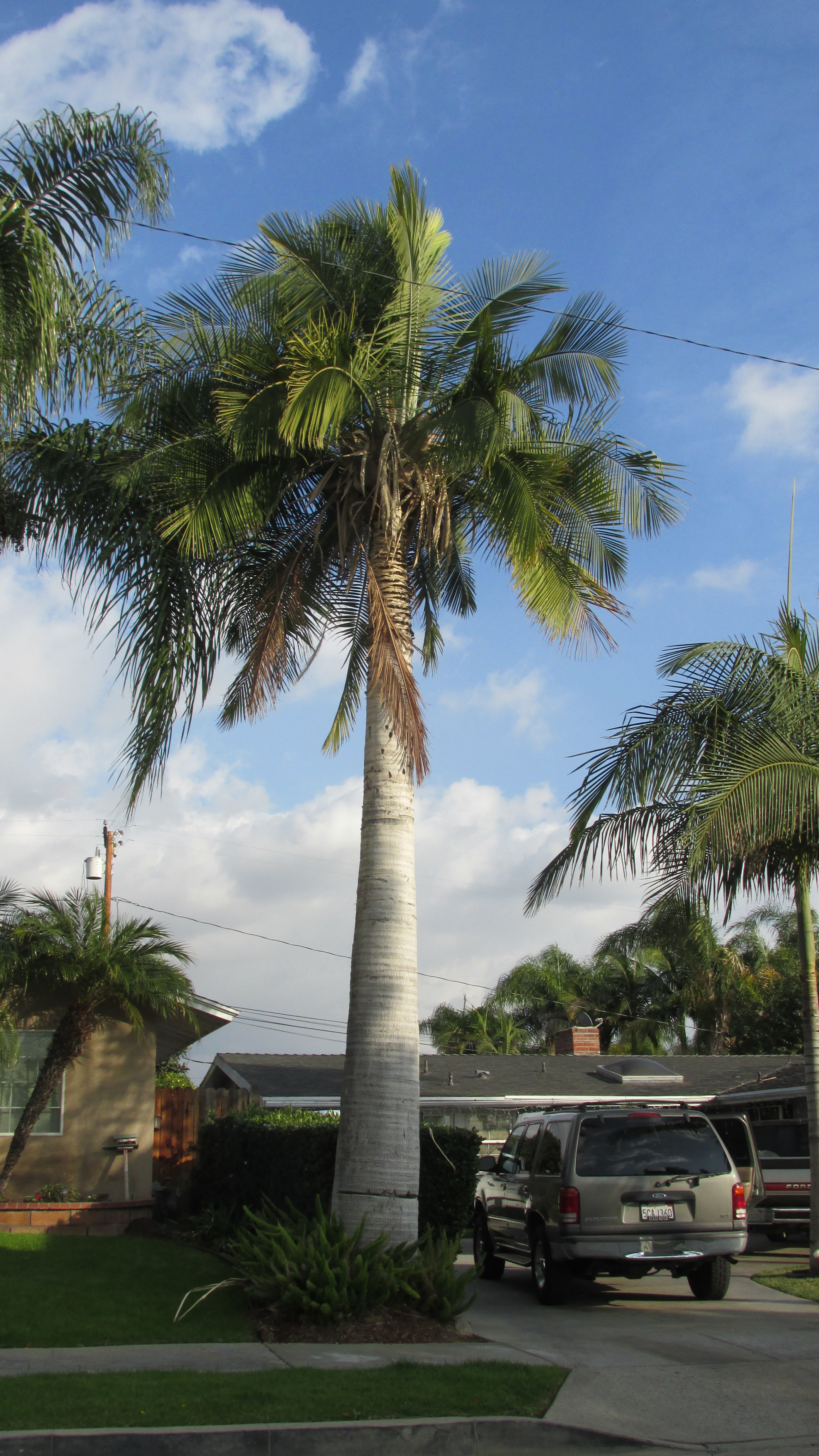 Ravenea rivularis in La Habra by request DISCUSSING PALM TREES