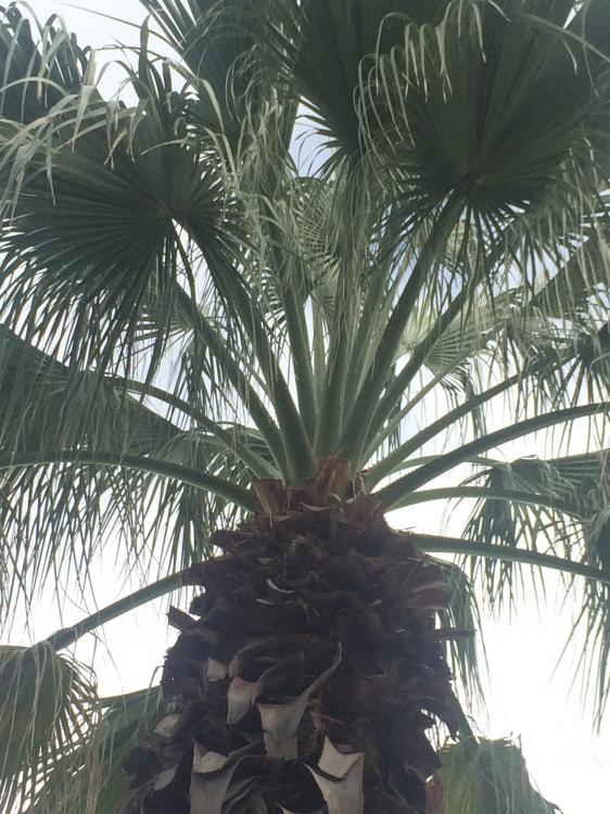 Crown of California Fan. SanAntonio TX.JPG