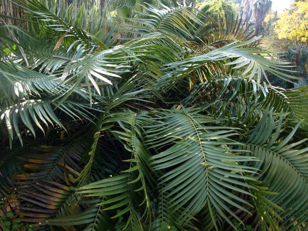 Ceratozamia-mexicana.jpg