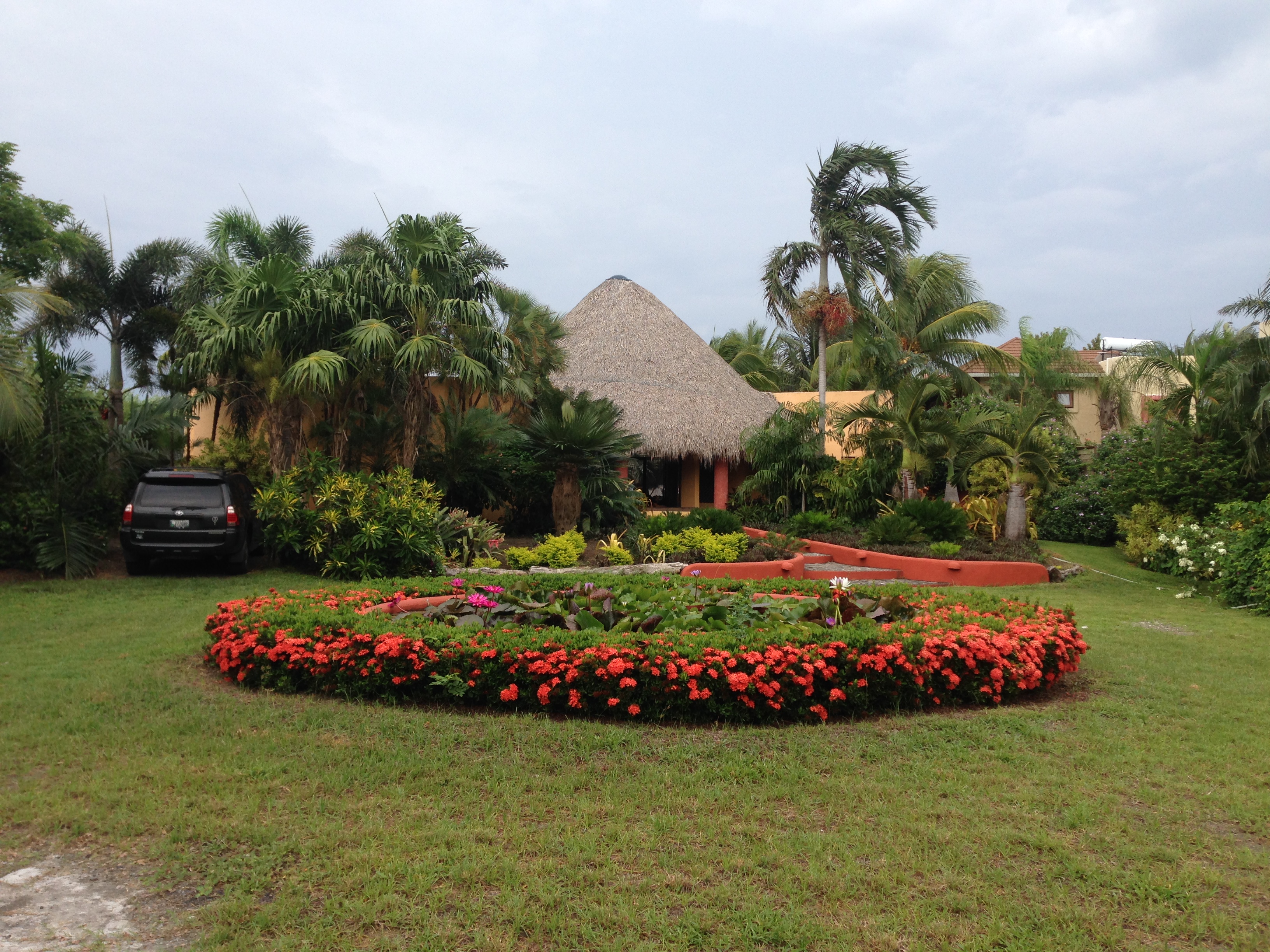 Your garden from the outside, as one approaches - DISCUSSING PALM TREES