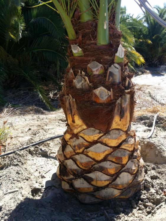 IMG_20151107_51666.thumb.jpg.9d74057994b