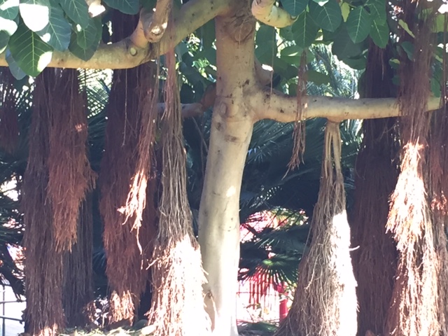 need ID on this ficus