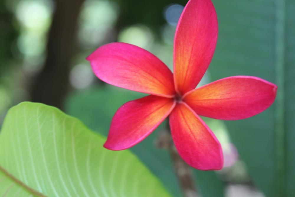 IMG_4115.thumb.JPG.8cada2a2ef9ae2114b4b5