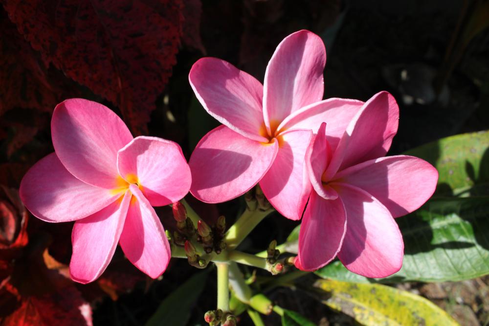 IMG_4823.thumb.JPG.aa1475afcd4e1e33e87b2