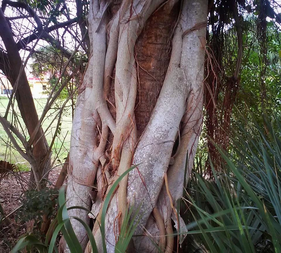 Favorite Palm Parasite