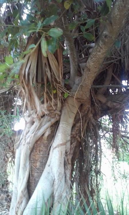 Strangler_fig_III_10-7-15.jpg