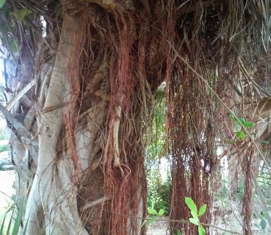 Strangler_fig_II_10-7-15.jpg