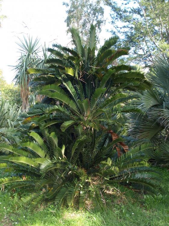 encephalartos-longifolium2.jpg