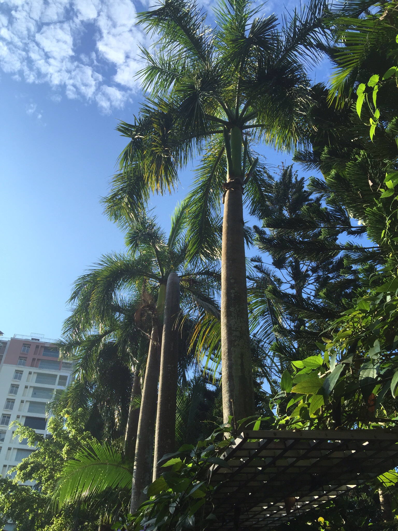 Palm nurseries or gardens in Cochin, Kerala? DISCUSSING PALM TREES