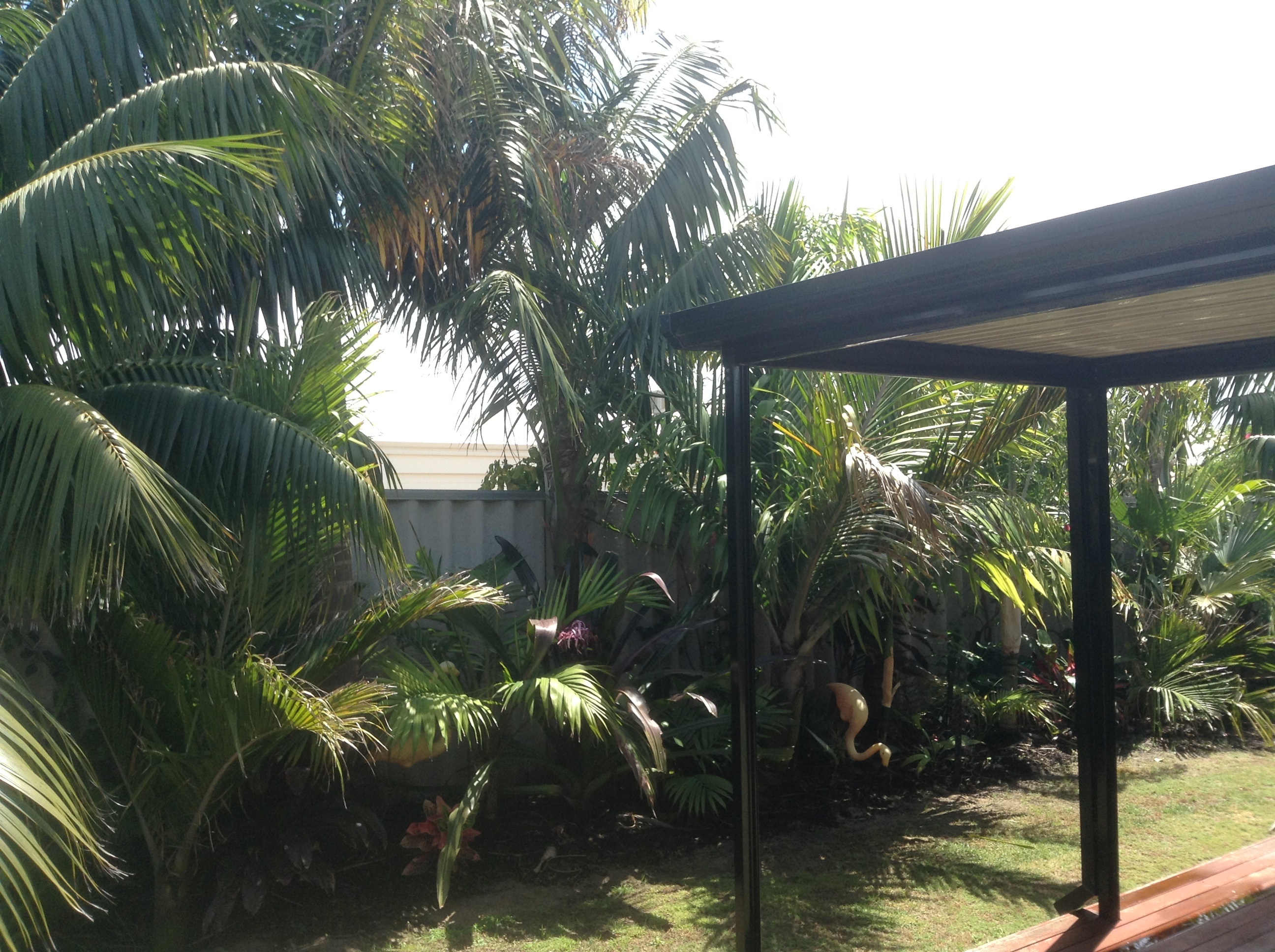 Laccospadix fronds not opening DISCUSSING PALM TREES WORLDWIDE PalmTalk