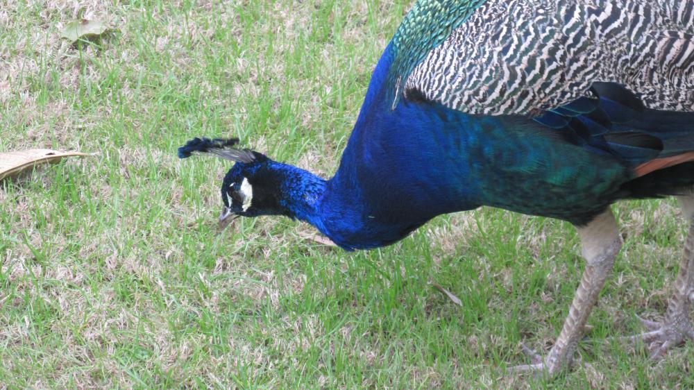 019.thumb.JPG.741235680cbc0bf8bdef71c2fe