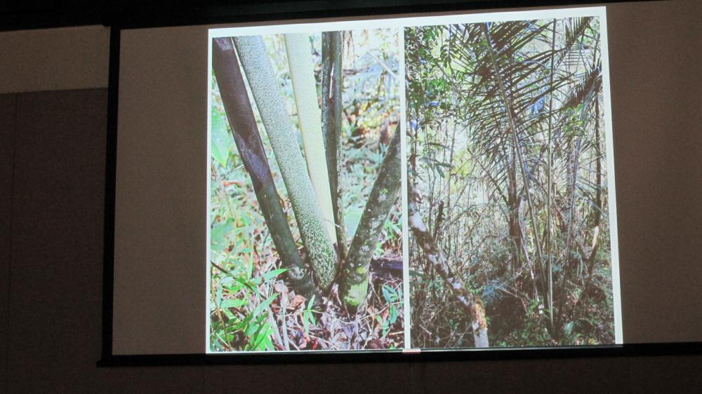 028.thumb.JPG.63ec79f776ee190766c4616f9e