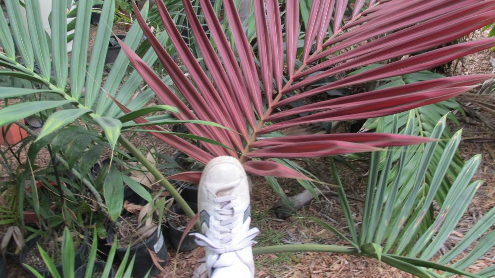 054.thumb.JPG.e5dd008181e2c0551d5630f491