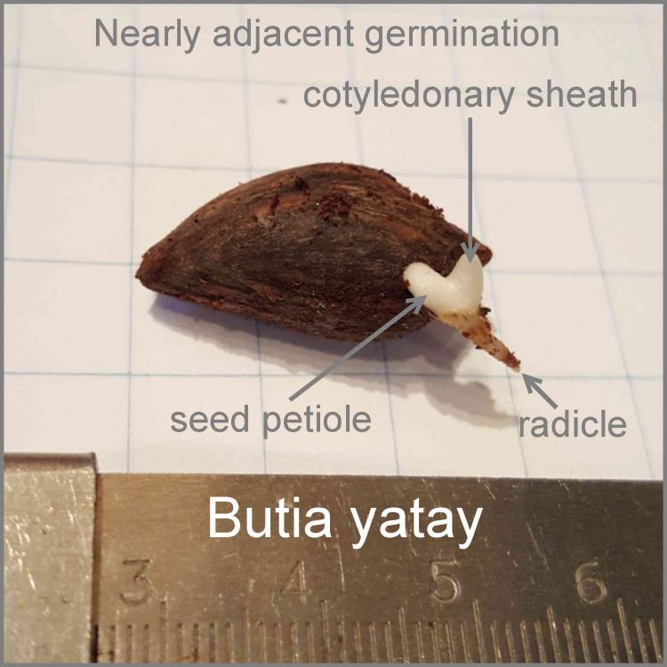 568c227ec83ae_ButiayataySeedling.thumb.j