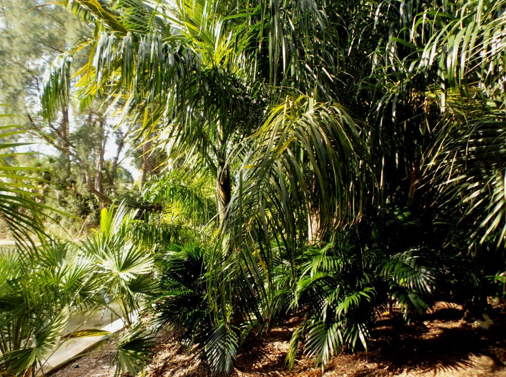 568c53f65a2b5_Junglefromeast021-3-16.thu