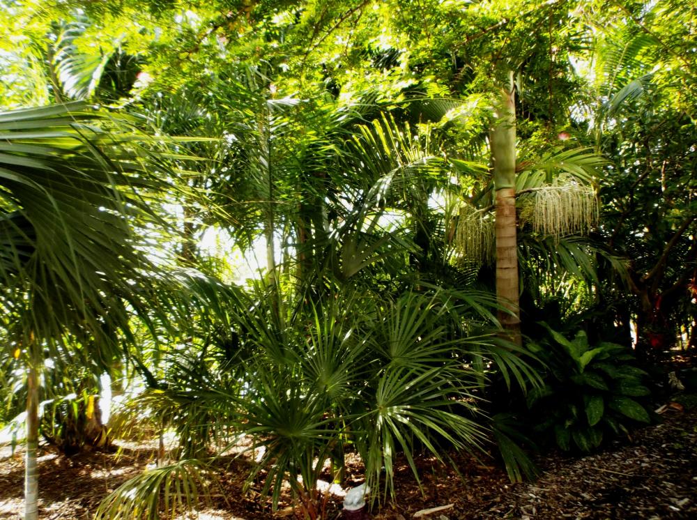 568c5454e837c_JunglefromNE011-3-16.thumb