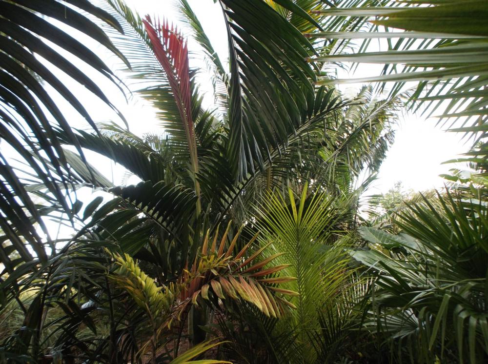 568c571f32565_Chambeyroniagrove011-3-16.