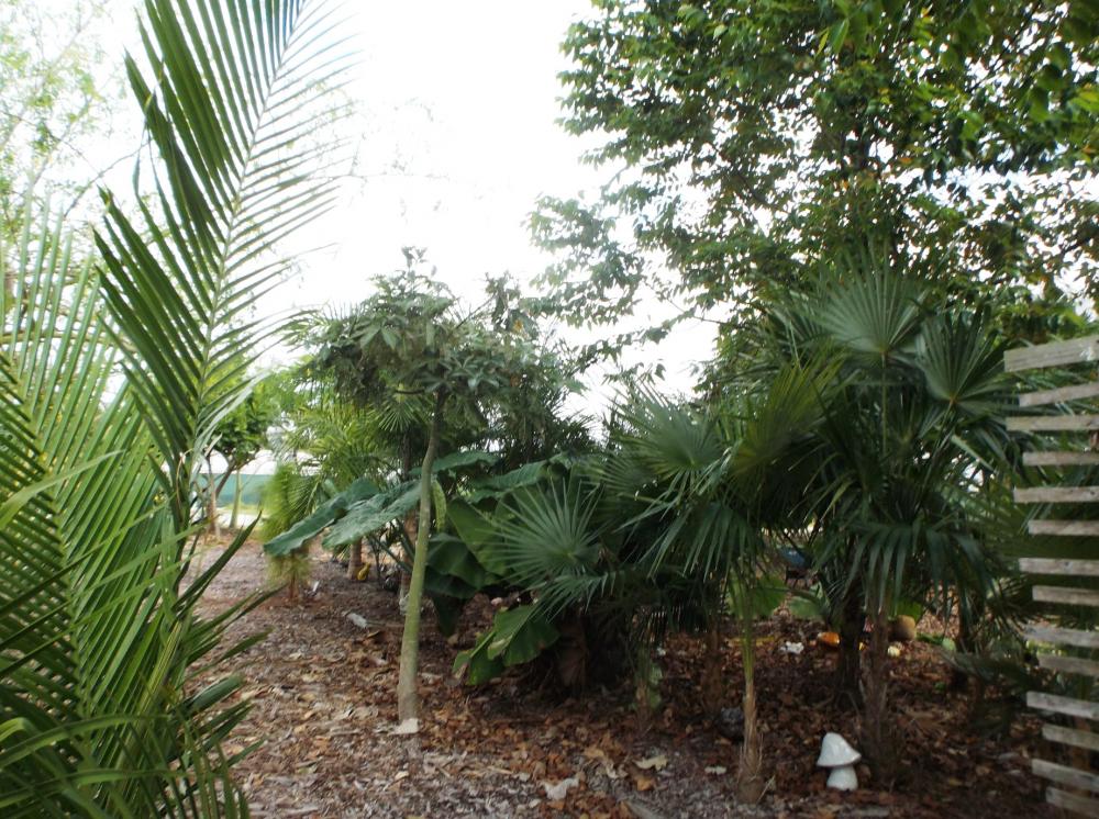 568ee0ad1615d_Coccothrinaxplanterbedfrom