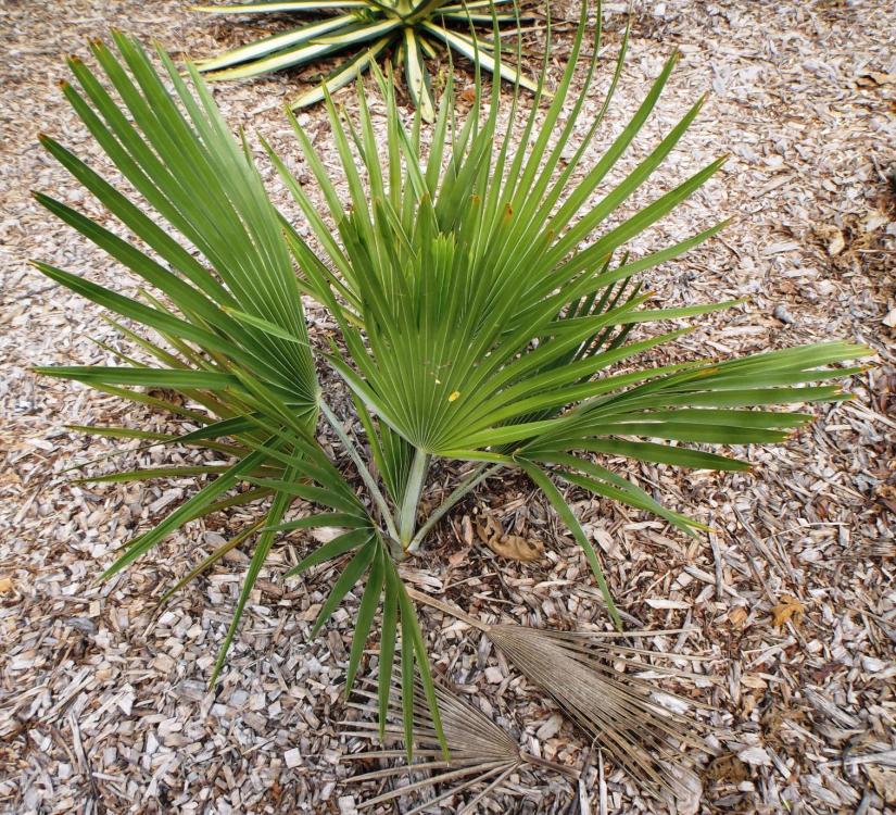 568ee297dfe8d_Coperniciabaileyana011-3-1