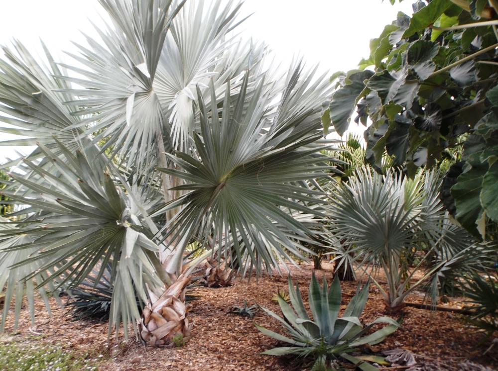 568ee2e756258_GardenLotBismarckias021-3-