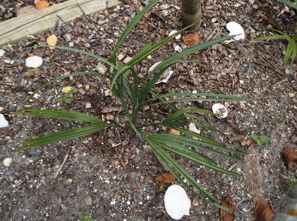 568ee7c551ce7_SabalminorWakullaDwarf011-