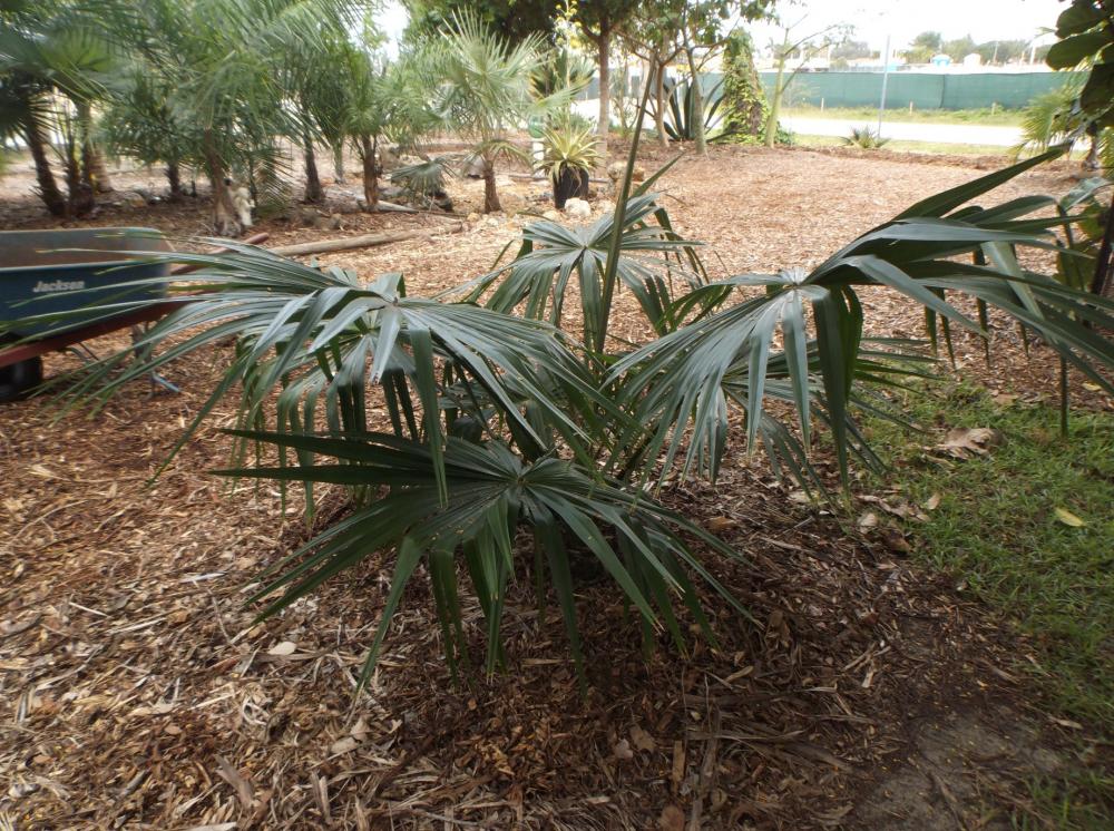 568ee85126c14_GardenLotLivistonasaribusg