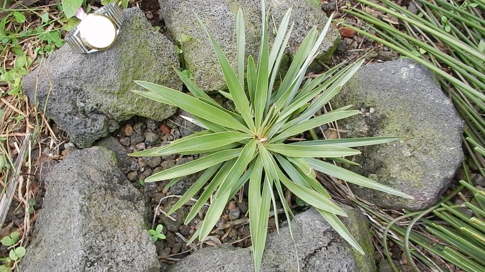 Hemithrinax ekmaniana  9-'15.JPG