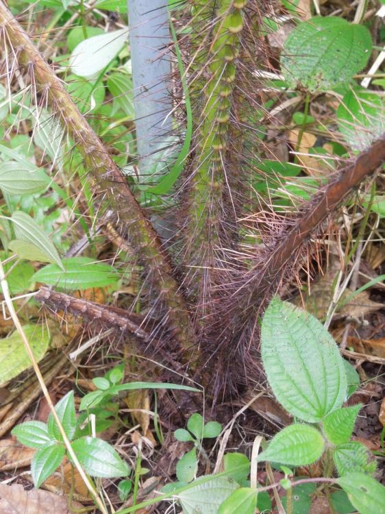 Pigafetta elata (black) Jan 2016 DSCN9191.jpg