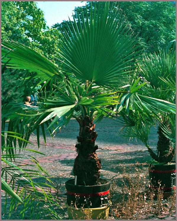 56a8e30ab77c1_Washingtonia1989-09-07.thu