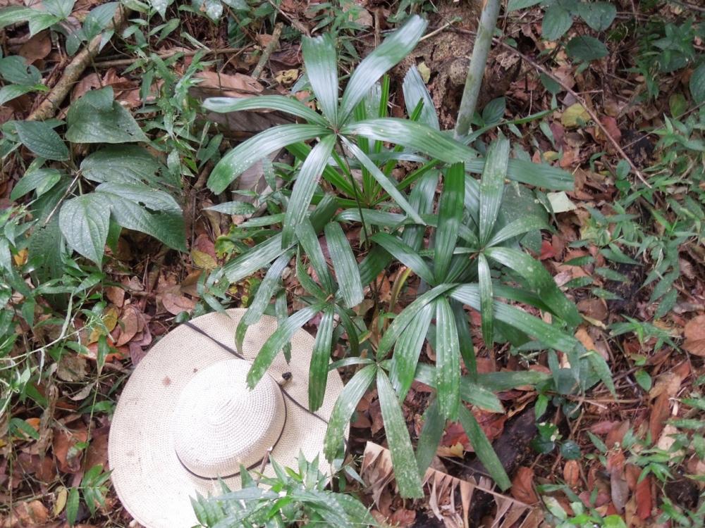  Licuala poonsakii planted Aug  2011 Jan 2016  DSCN9295.jpg