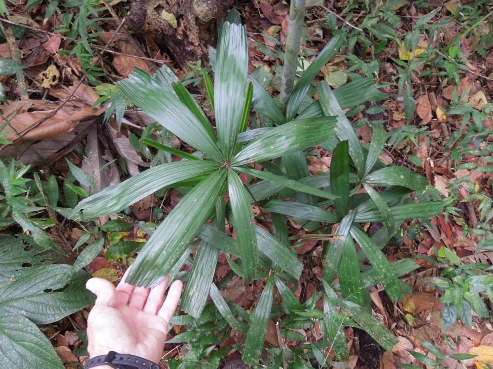  Licuala poonsakii planted Aug 2011 Jan 2016  DSCN9294.jpg