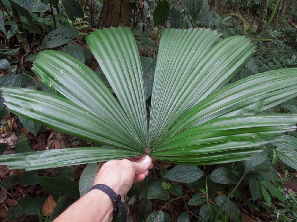 Licuala malajana planted Aug 2011 Jan 2016 DSCN9289.jpg