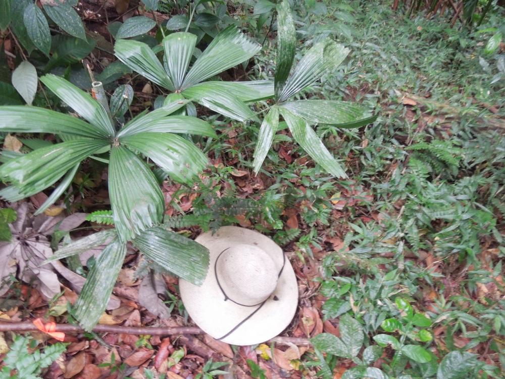 Licuala malajana planted Aug 2011 Jan 2016 DSCN9291.jpg