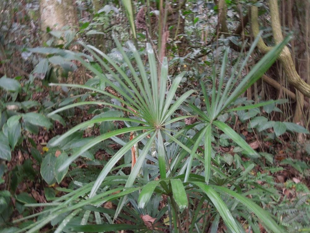 Licuala parviflora Jan 2016 DSCN9283.jpg
