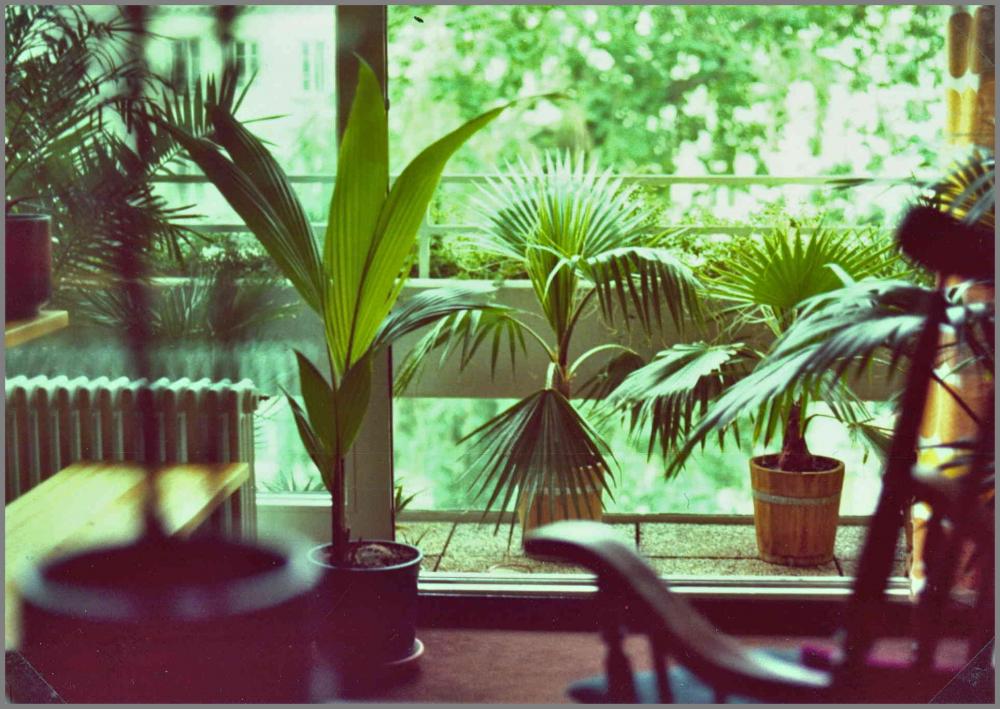 56aac066beb09_PalmsHamburg1974-08.thumb.