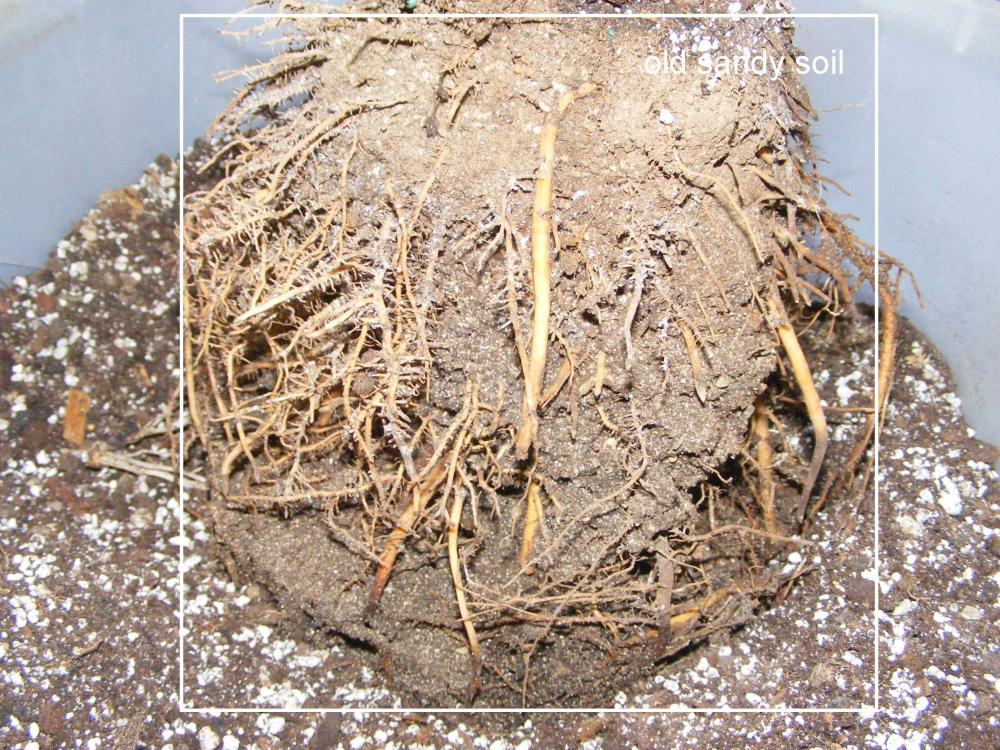 56aced4579e91_HoweaSoilDSCF9977.thumb.JP