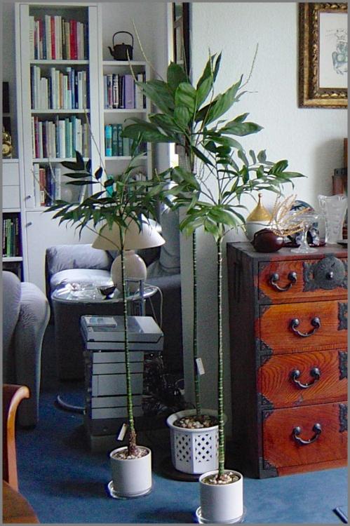 56ad0cca21a41_Chamaedoreametallica2002-0