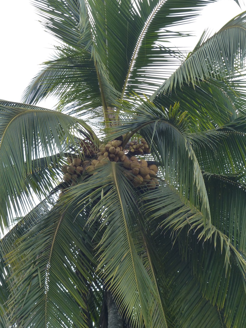 stupid coconut