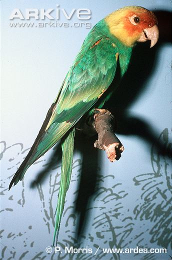 Carolina-parakeet-museum-specimen.jpg.17