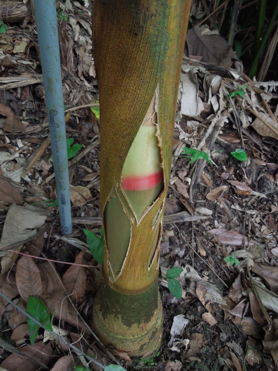 Anticipation in Puerto Rico