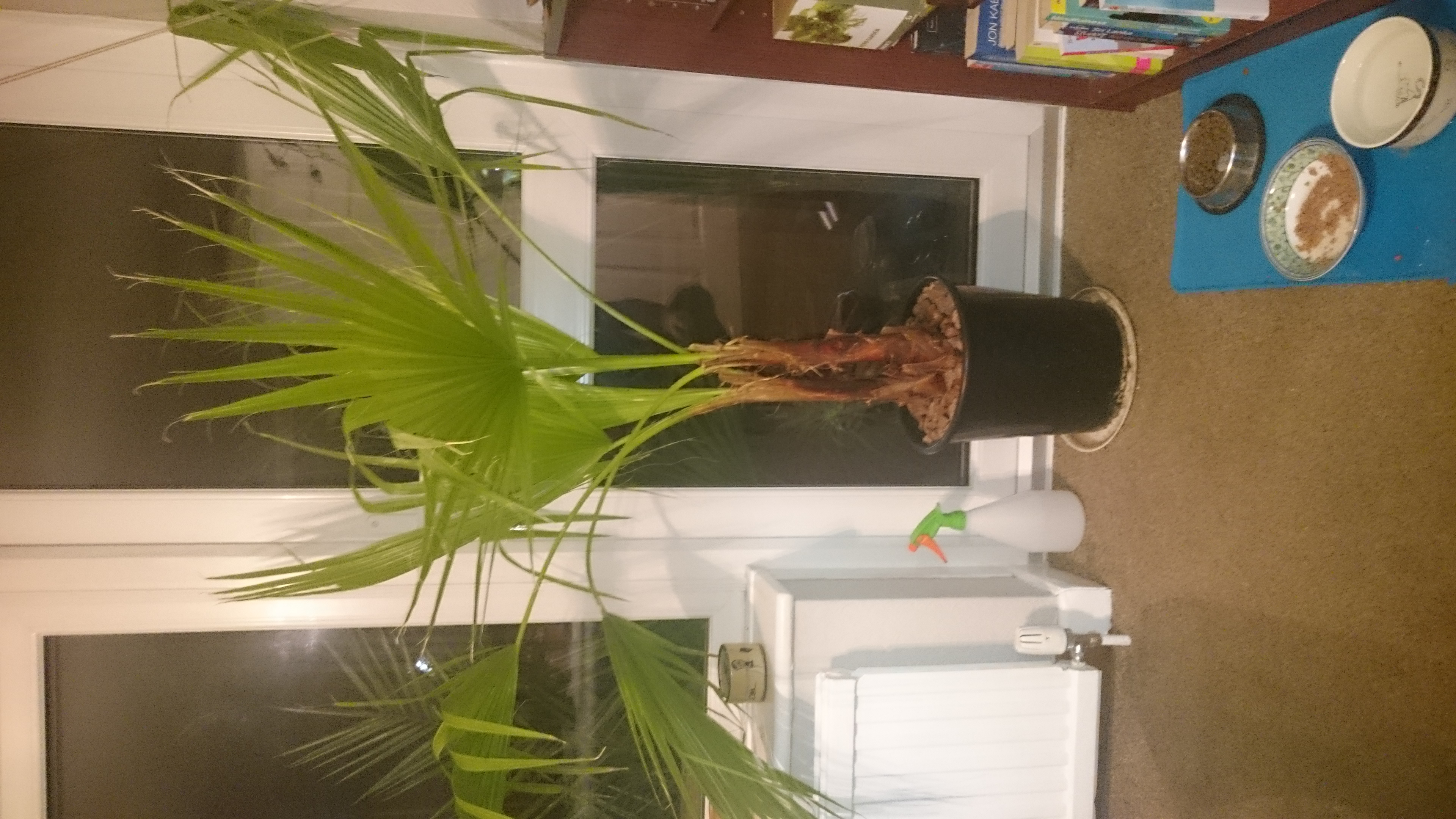 Washingtonia Robusta