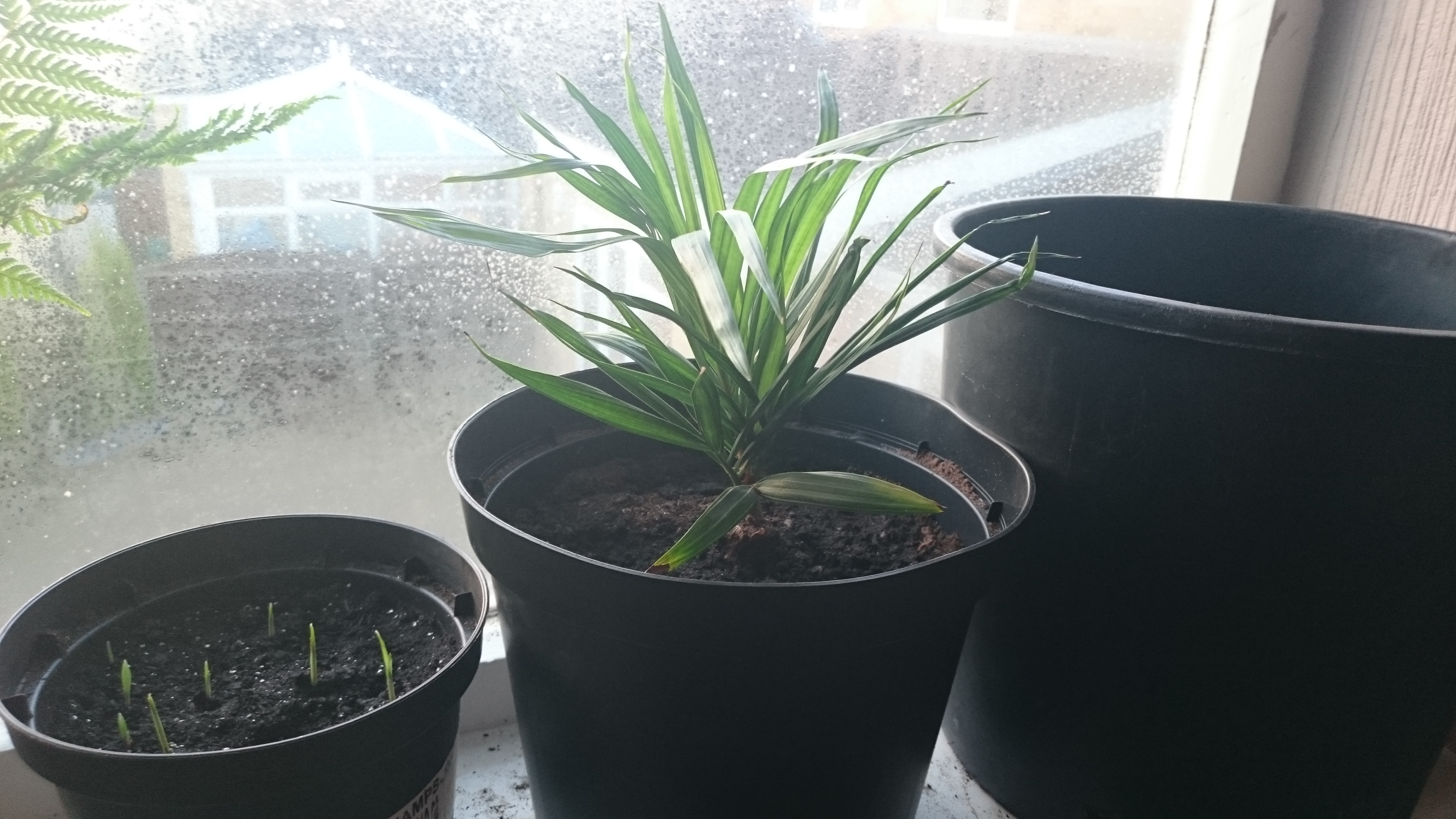Dypsis Decipiens