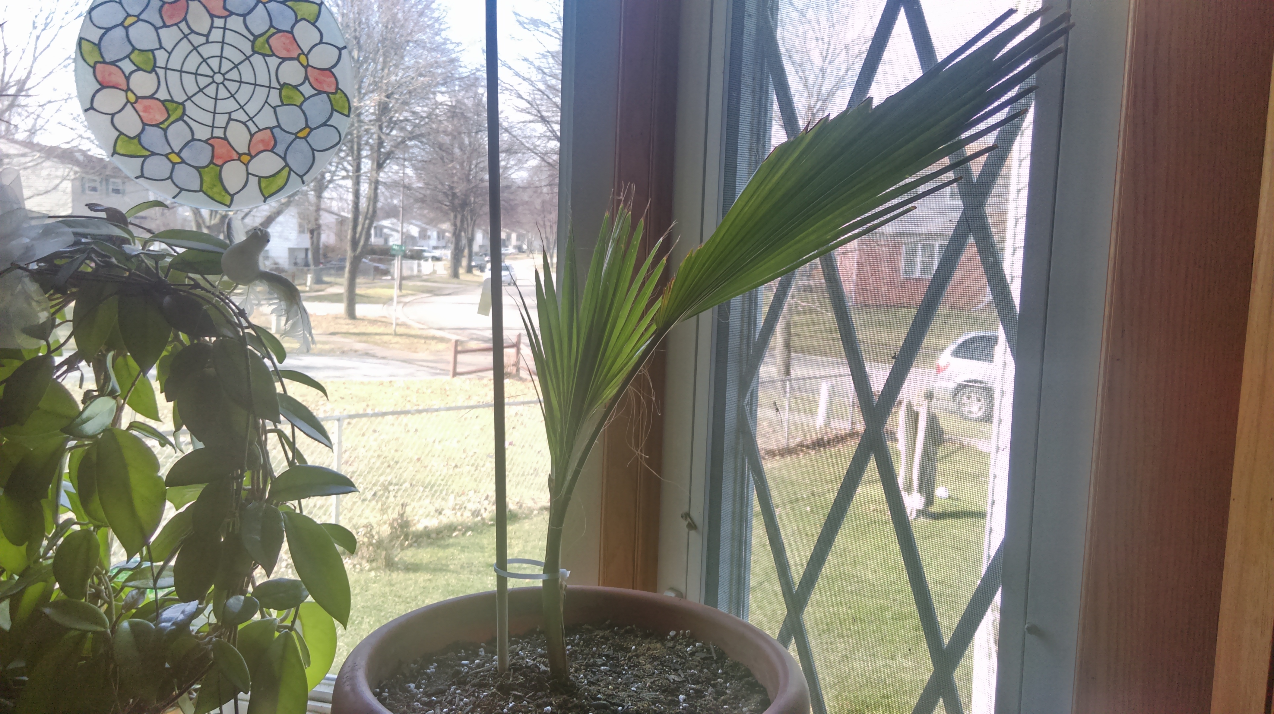 Help/Advice on Repotting my W.Robusta