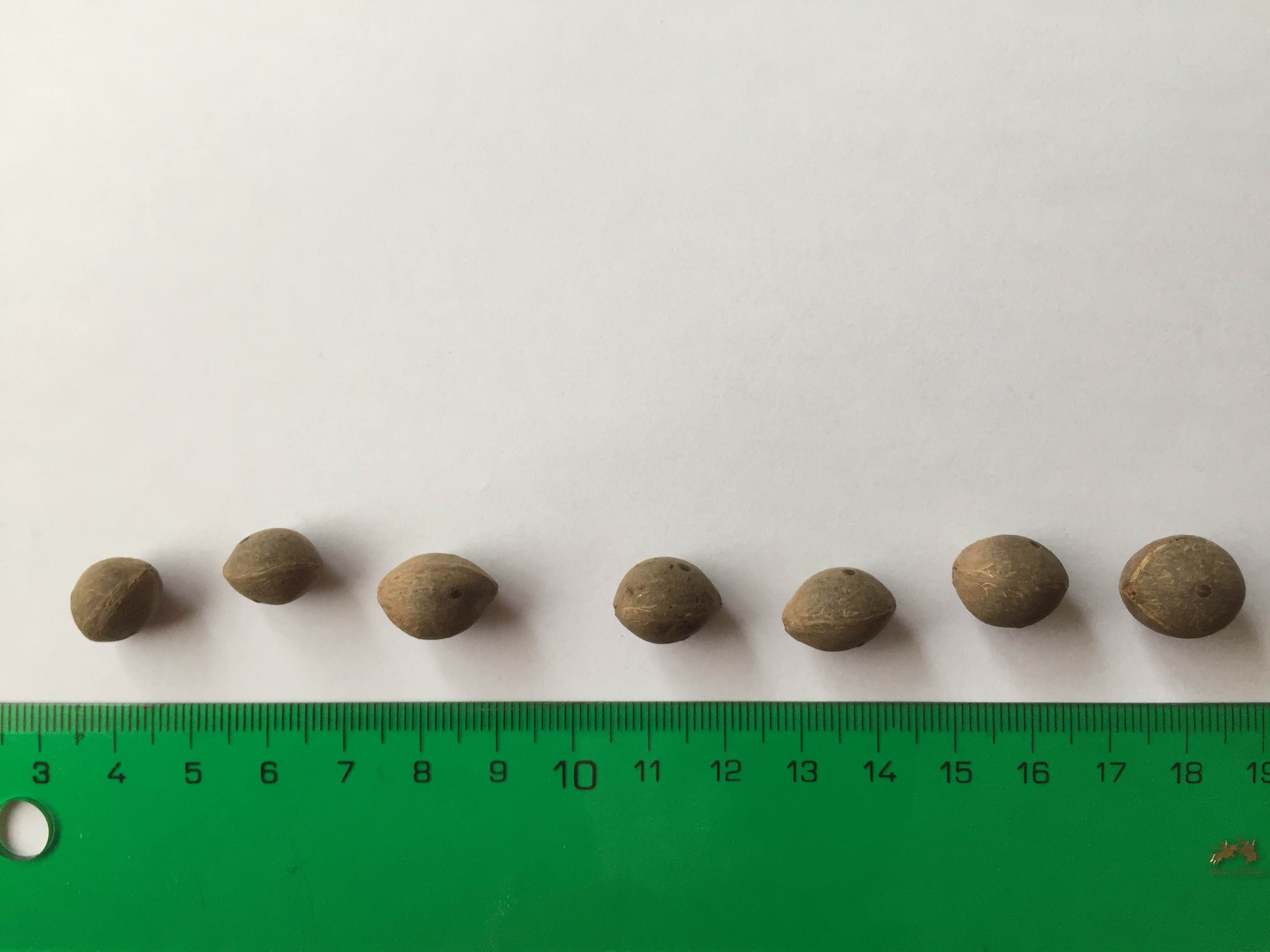How to germinate (Butia odorata x Jubaea chilensis) x Syagrus romanzoffiana