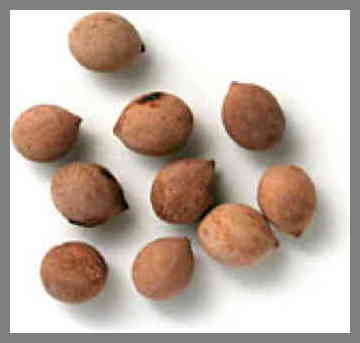 LivMue_seeds.jpg.95ddbc4dc054e72515a689a