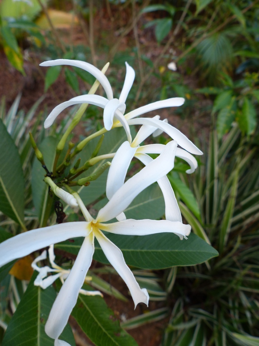 Who is growing Plumeria stenopetala? - TROPICAL LOOKING PLANTS - Other