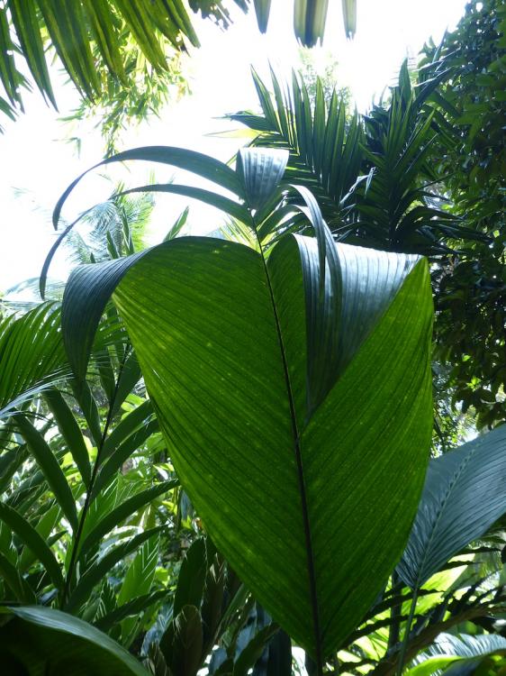 P1250368.thumb.JPG.06528f2f0f4dbd3417867