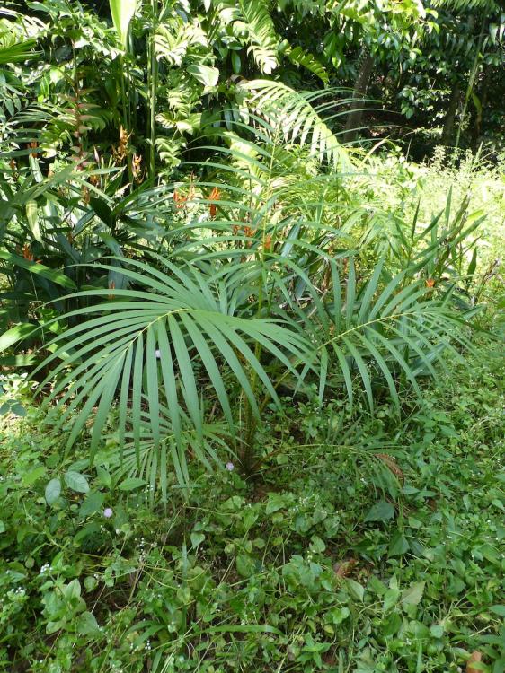 P1260511.thumb.JPG.654c63ca2c692bb0ff2ed