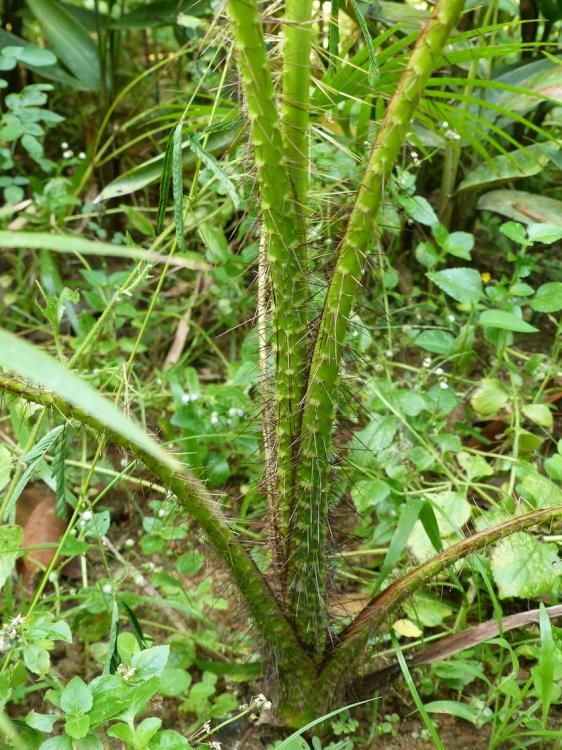 P1260513.thumb.JPG.46fafabd1ab18966c4883